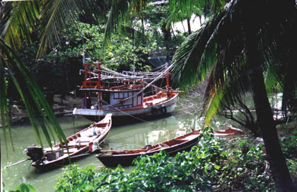 Three boats are docked next to a palm tree