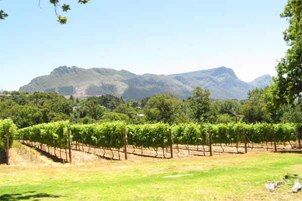 Groot Constancia Wine Farm in the daylight