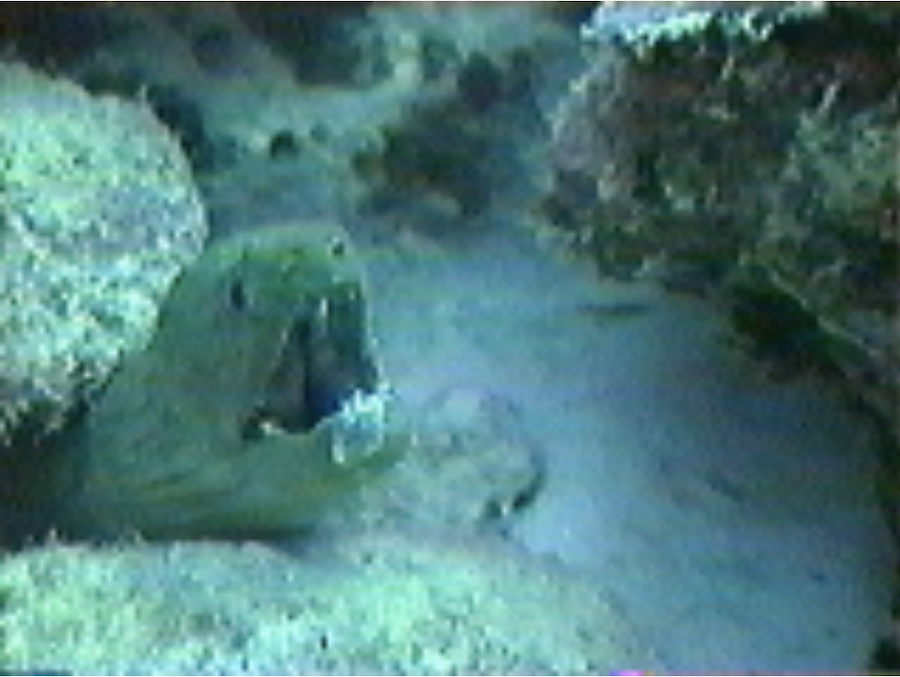 An eel peeks out of the sea floor with it's mouth wide open.