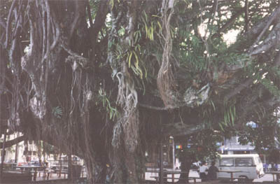 Strange Australian tree