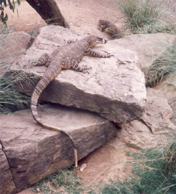 A reptile on a rock
