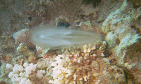 A close up of a bioluminescent fish