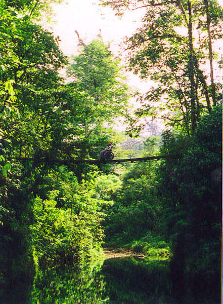 A tree in a forest