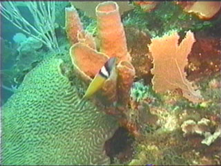 a coral fish