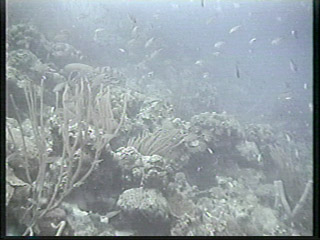 Underwater view of the oceans coral