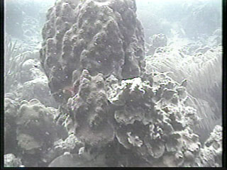 Underwater view of the oceans coral
