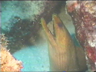 A close up of an eel