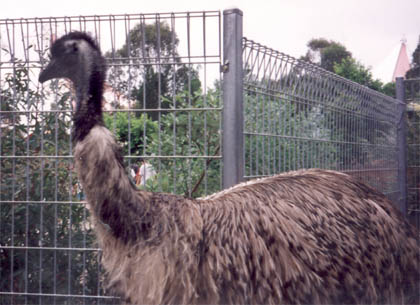 Image of a big emu bird