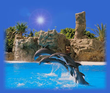 Dolphins in a pool