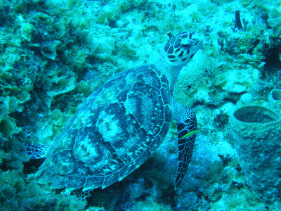 A turtle swimming under water