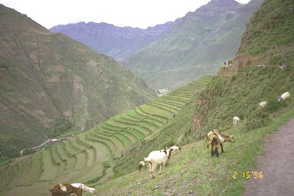 Peruvian farmers and goats on a steep hill in Peru