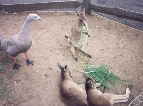 A flock of seagulls are standing in the dirt near Kangaroos