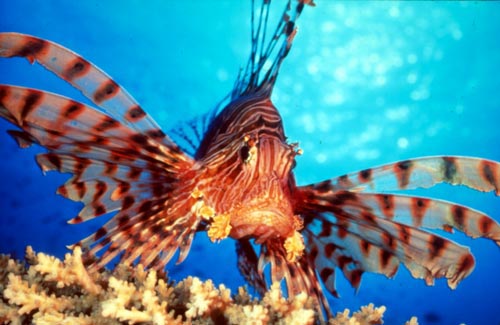 A big Lion Fish fish swimming under water
