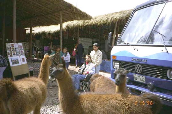 Llamas roam around a street in Peru