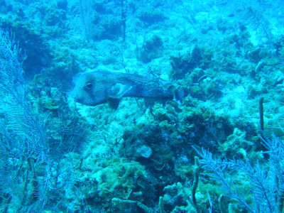 a porcupine fish swimming