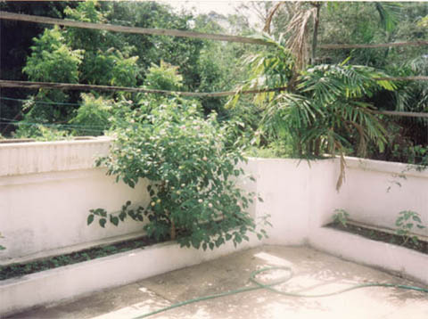greenery and trees seen in a home in Ghana Africa