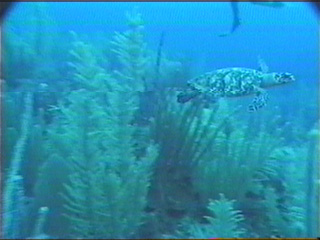 A sea turtle swimming underwater