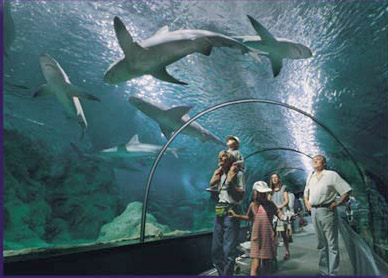 A family looking at a shark aquarium