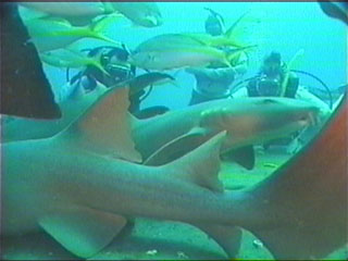 A close up of people scuba diving among baby sharks