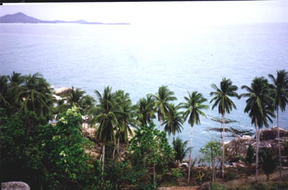 A group of palm trees next to a body of water