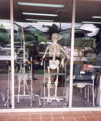 Skeleton behind storefront window