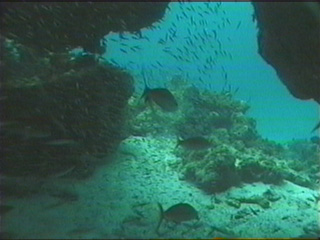 a school of fish swimming underwater