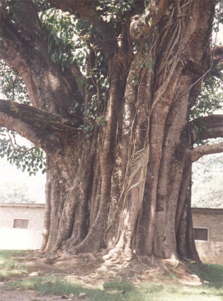 a huge tree
