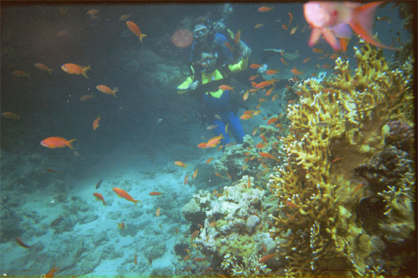 Underwater view of a coral with a school of colorful fish and Gene with an instructor scuba diving