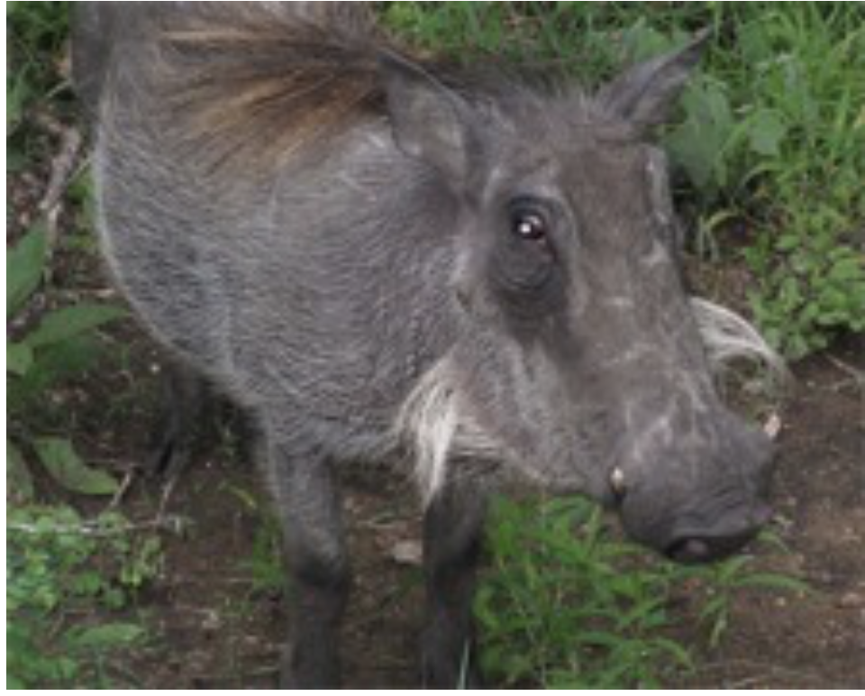 A wart-hog looking at the camera