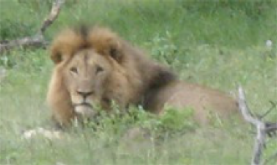 A lion sitting in a grassy field