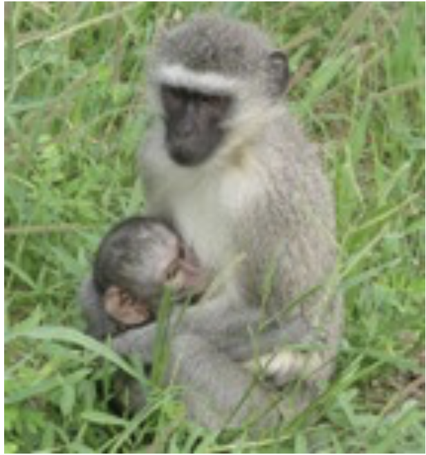 A mother monkey and baby monkey sitting on top of a grass covered field
