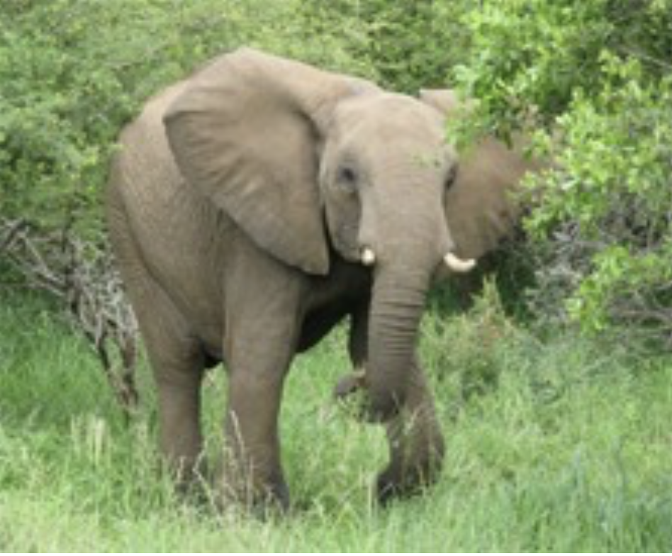 An elephant walking through a lush green field