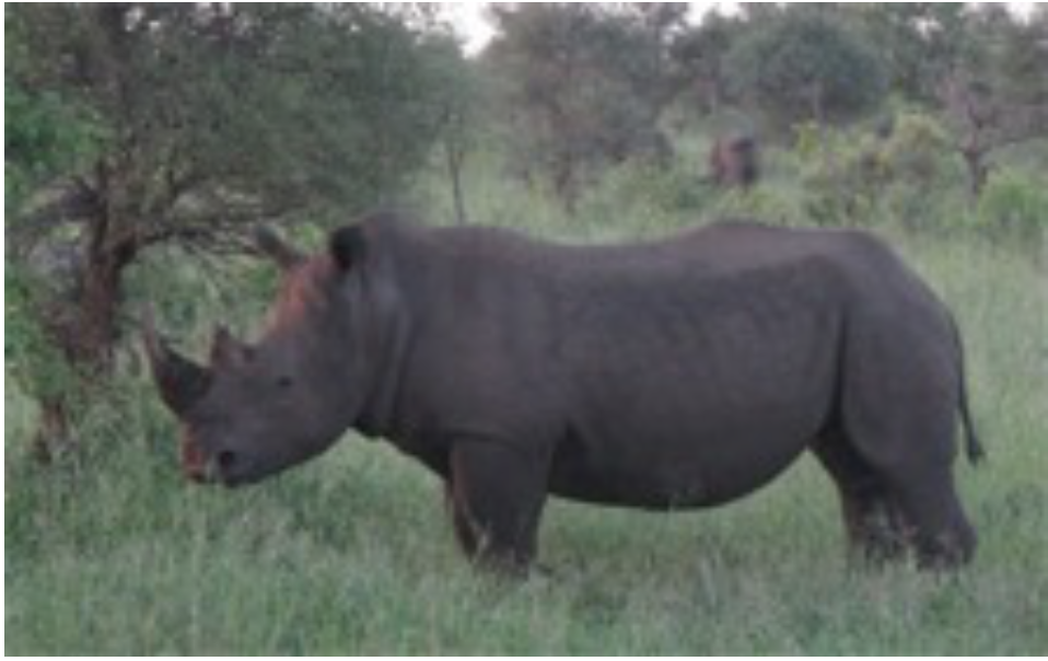 A rhinoceros walking in an open field