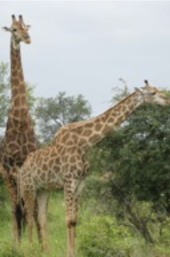 Two giraffes standing on top of a grass covered field