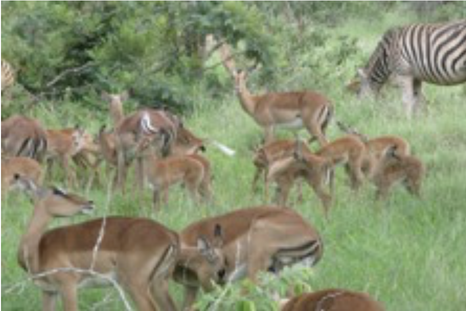 A herd of Antelope and one Zebra standing on top of a grass covered field