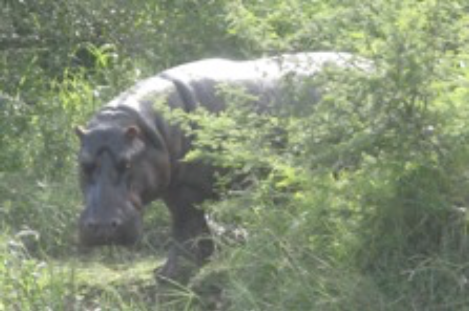 A Hippo walking across a lush green field