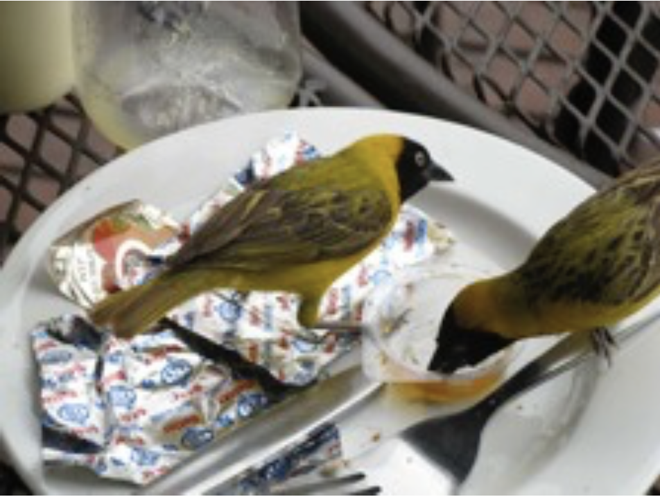 A beautiful yellow little bird sitting on a plate