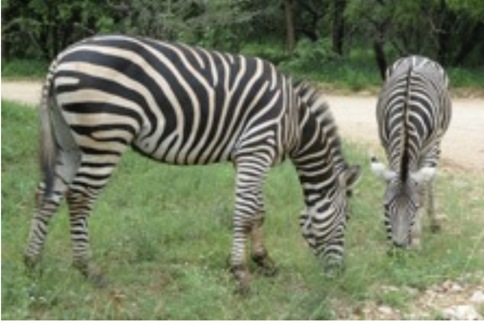 Two zebras standing on top of a grass covered field