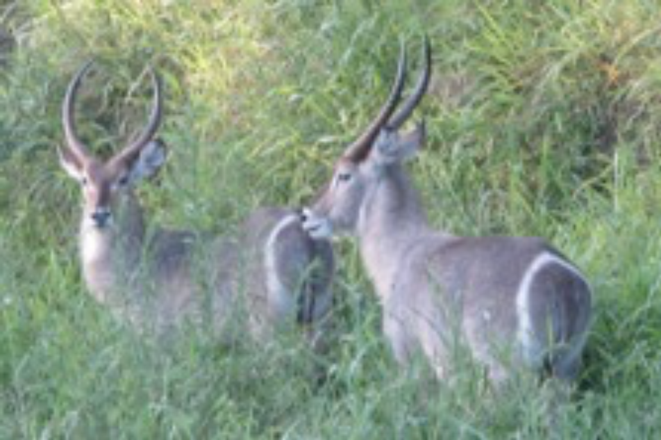 A group of Elands standing on top of a grass covered field