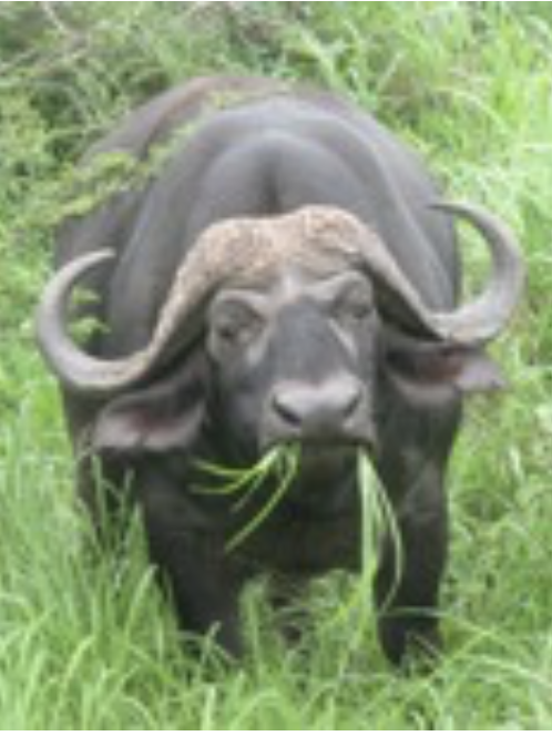 A Water Buffalo is standing in the grass eating grass