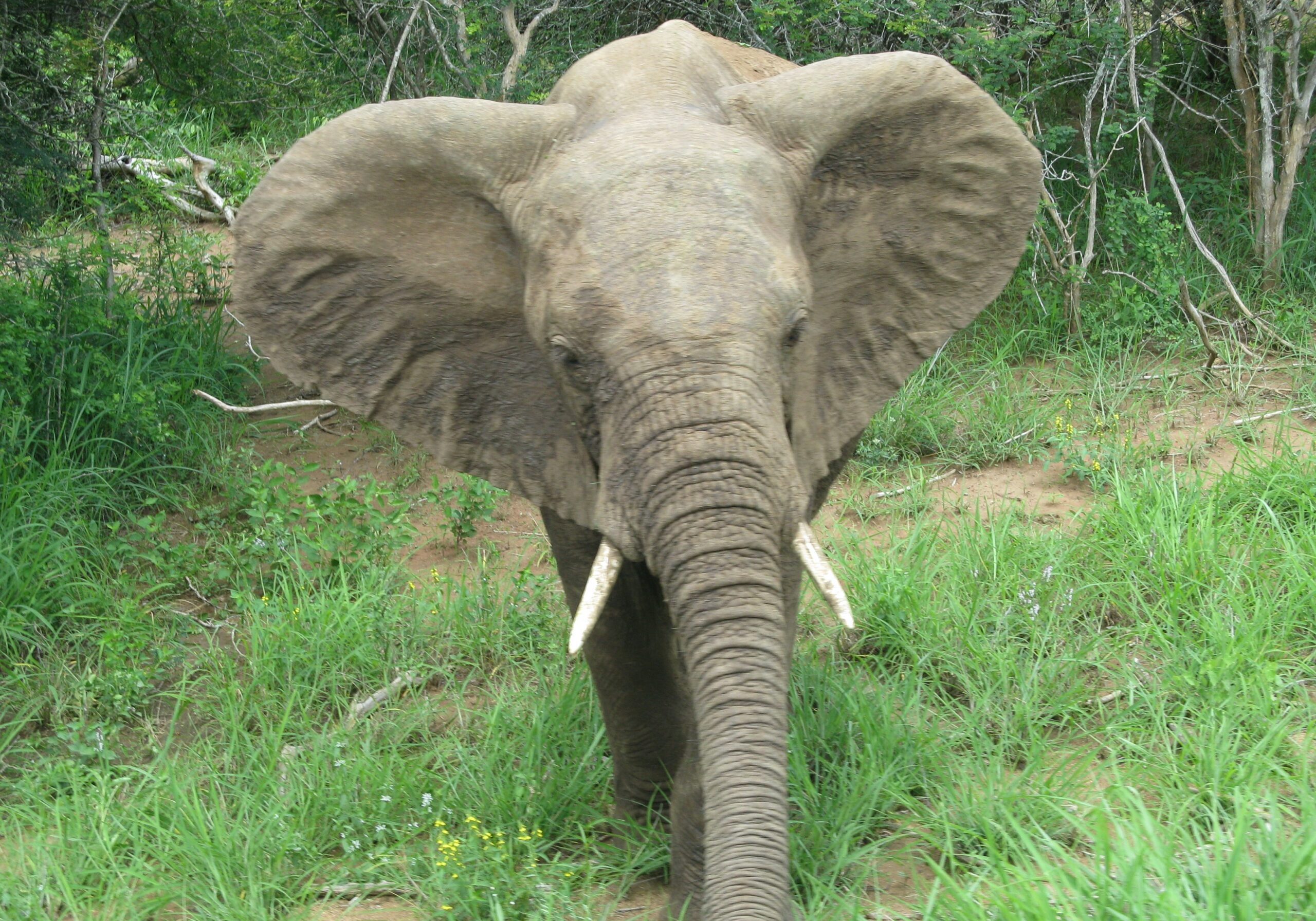 Front view of large elephant.